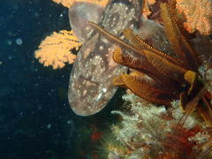 Haploblepharus pictus