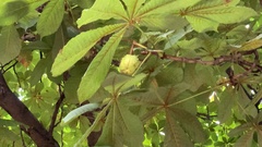 Aesculus hippocastanum