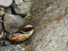 Euthalia telchinia