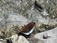Euthalia telchinia