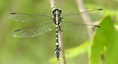 Macrogomphus annulatus