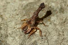 Pyrops candelaria