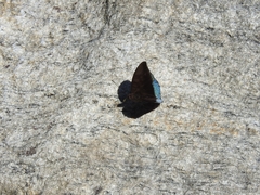 Euthalia telchinia