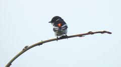 Pericrocotus erythropygius