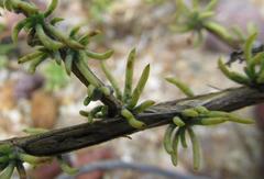 Aspalathus juniperina juniperina