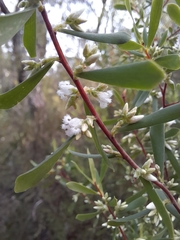 Styphelia mutica