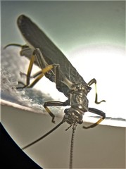 Austroperla cyrene