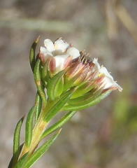 Diosma rourkei