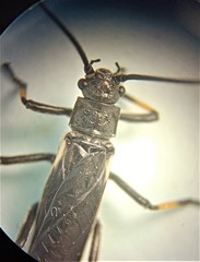 Austroperla cyrene