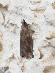 Acrobasis bithynella