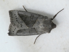 Mesogona oxalina
