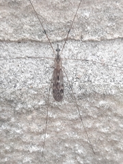 Tipula confusa