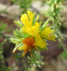 Aspalathus juniperina juniperina