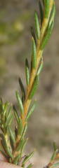 Diosma rourkei