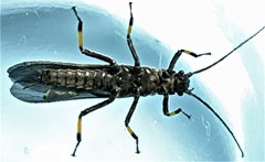 Austroperla cyrene