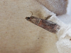 Acrobasis bithynella