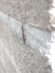 Tipula confusa