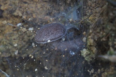 Indoporus squamulosus