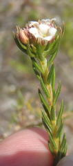 Diosma rourkei