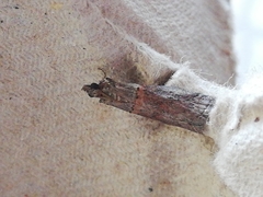Acrobasis bithynella