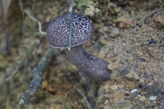 Indoporus squamulosus