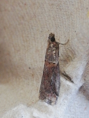 Acrobasis bithynella