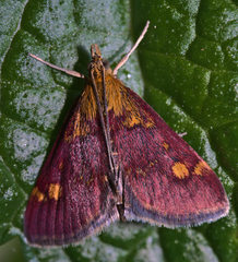 Pyrausta aurata