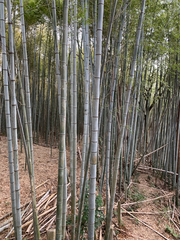 Phyllostachys edulis