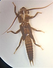 Austroperla cyrene