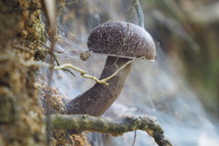 Indoporus squamulosus