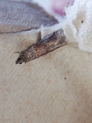 Acrobasis bithynella