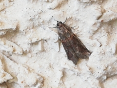 Acrobasis bithynella