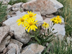 Senecio pyrenaicus