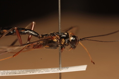 Megarhyssa rixator