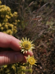 Leucadendron stellare