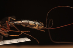 Megarhyssa rixator