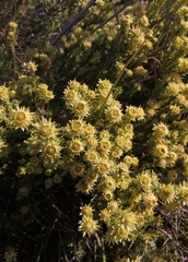 Leucadendron stellare