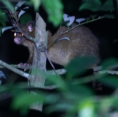 Trichosurus johnstonii