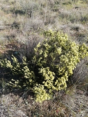 Leucadendron stellare