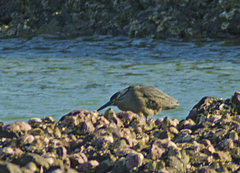 Butorides striata macrorhyncha