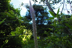 Uraria crinita