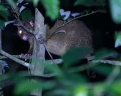 Trichosurus johnstonii