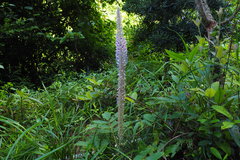 Uraria crinita