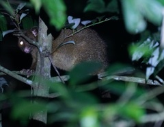 Trichosurus johnstonii