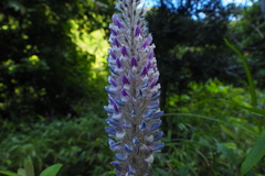 Uraria crinita