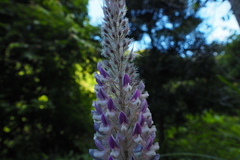 Uraria crinita