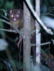 Trichosurus johnstonii