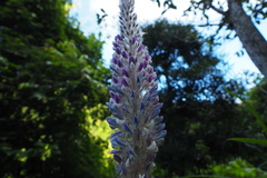 Uraria crinita