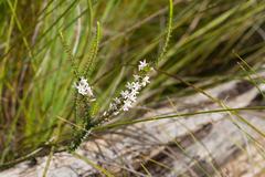 Epacris pulchella