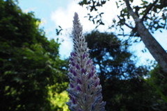 Uraria crinita